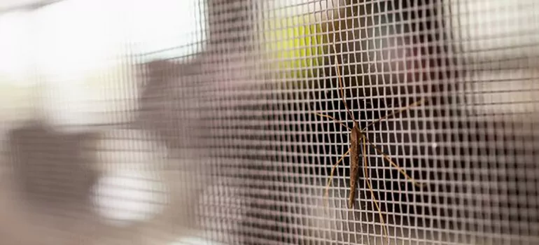 Repair Mosquito Mesh For Windows in Tarpon Springs, FL